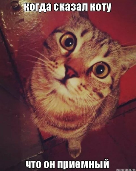 Мемчик с котиком