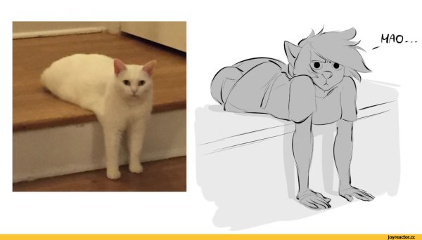 Мемы с котиками без надписей