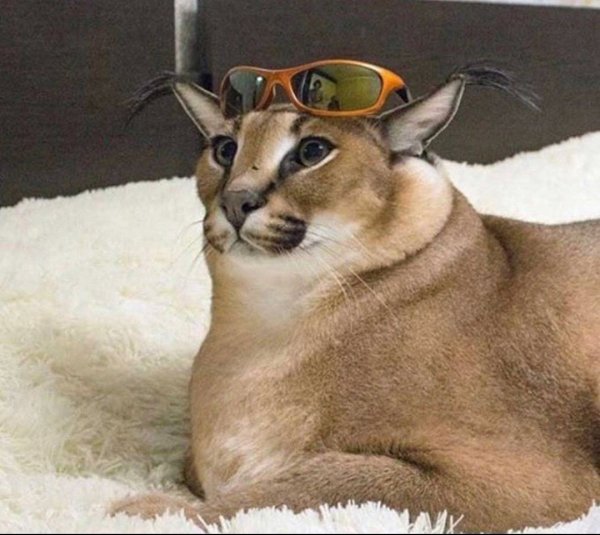 Каракал floppy