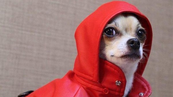 Собака в куртке с капюшоном