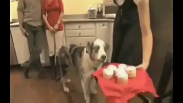 Собака флэшбэк Вьетнам