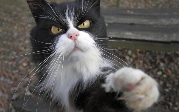 Черно белый кот