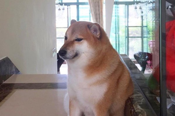 Сиба ину Чимса