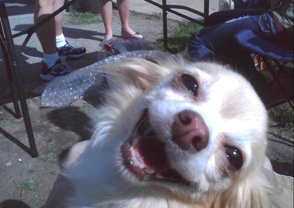 Смешные картинки с животными до слез