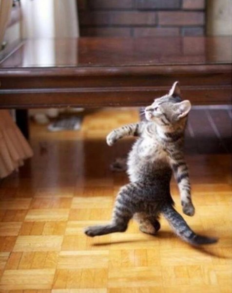 Кот шагает