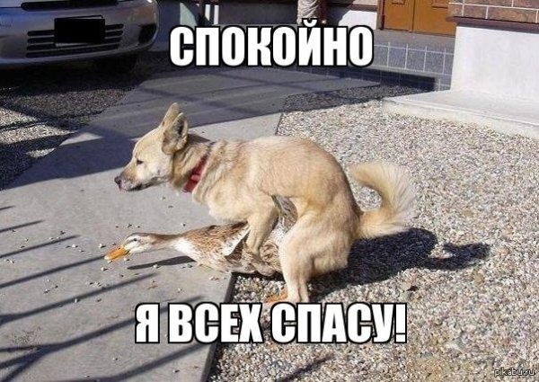 Удушение гуся