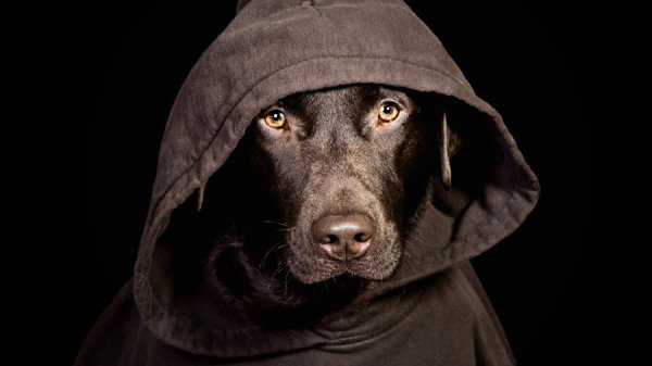 Пес в капюшоне