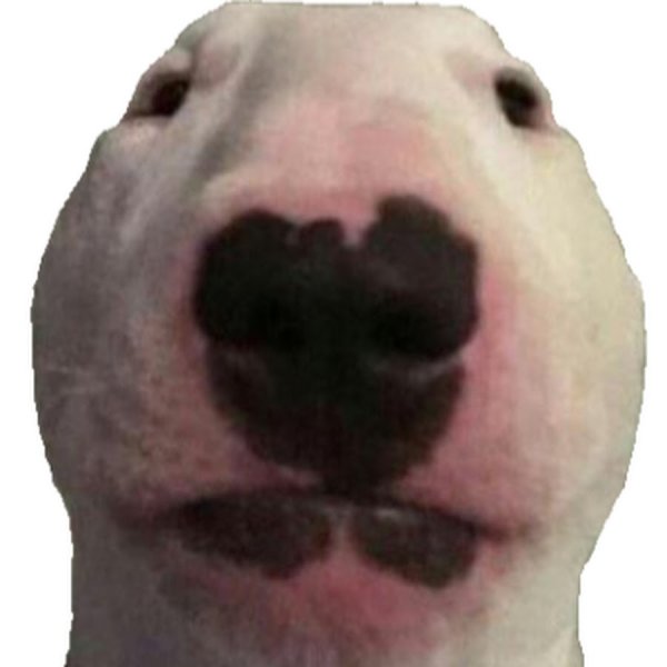 Белая собака Мем