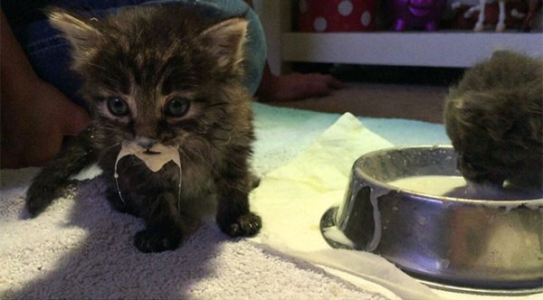 Котенок испачкался в сметане