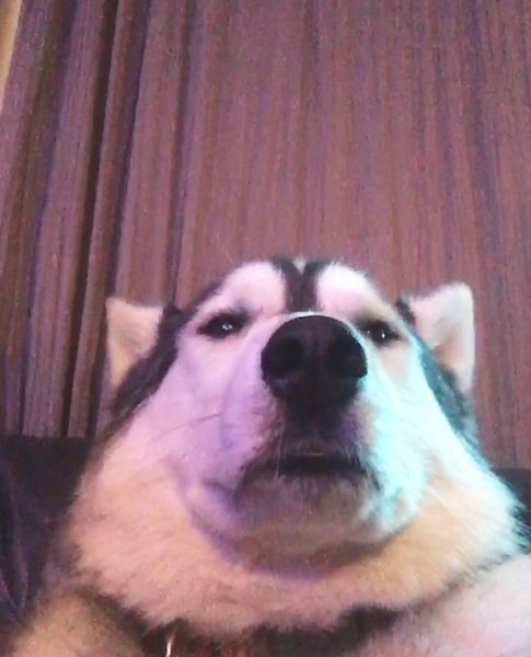 Животные на фронтальной камере