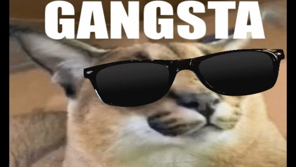 Большой кот