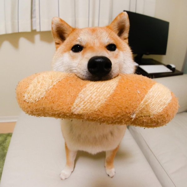 Сиба ину хлеб