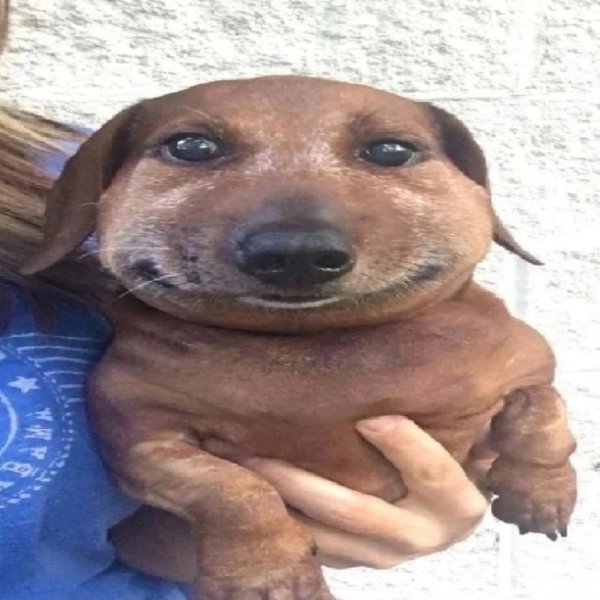 Ужаленная собака