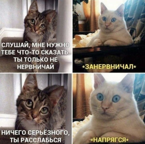 Смешные мемы с котом