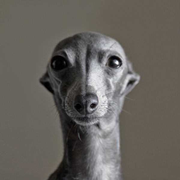 Борзая Левретка