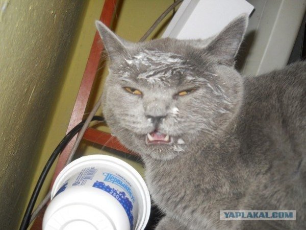 Котенок в сметане