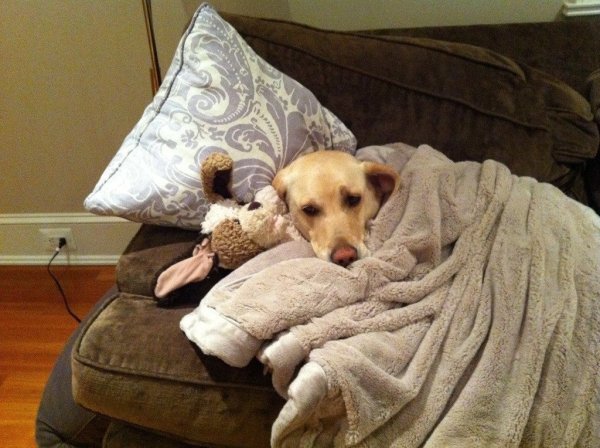 Собачка в пледе