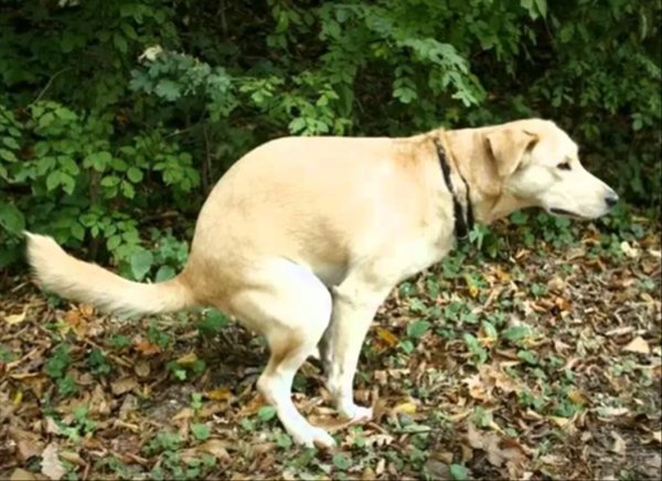 Собака гадит