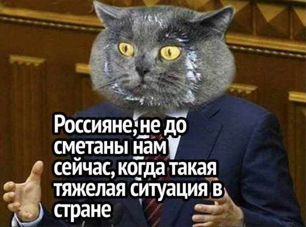 Котенок в сметане