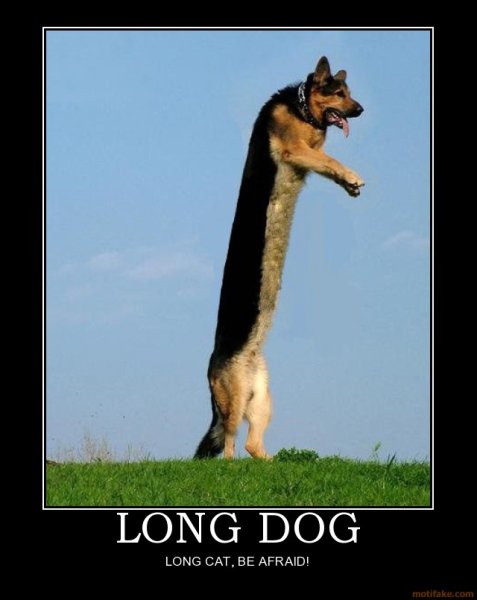 Собака с длинной шеей