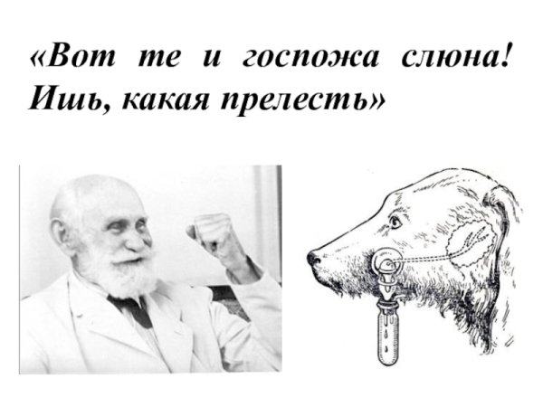 Собака Павлова Мем