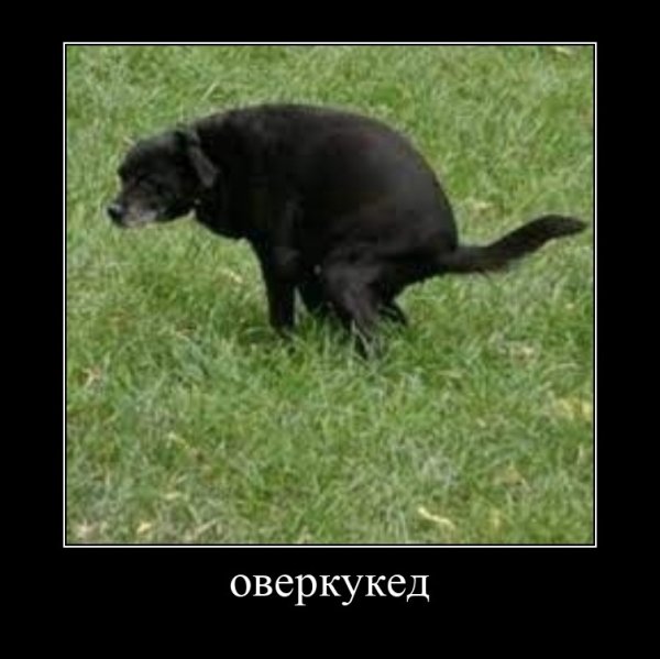 Срущая собака