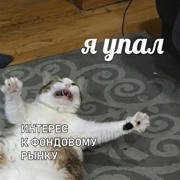Кот я упал