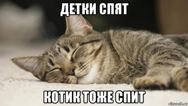 Кот спит мемы