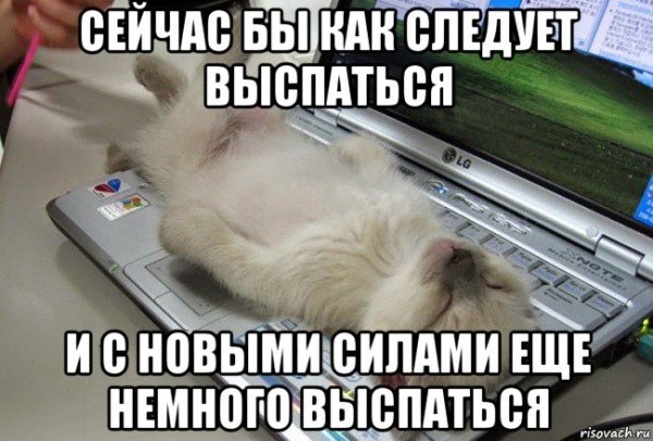 Мемы с котиками спать