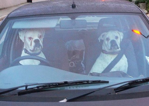 Собака за рулем