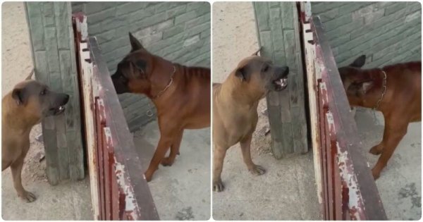 Собаки гавкают через забор