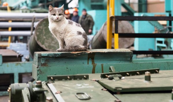 Кот работяга на заводе