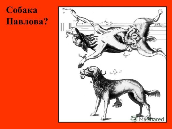 Павлов Иван Петрович собака Павлова