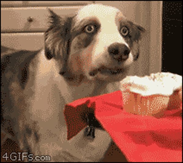 Собака гифка