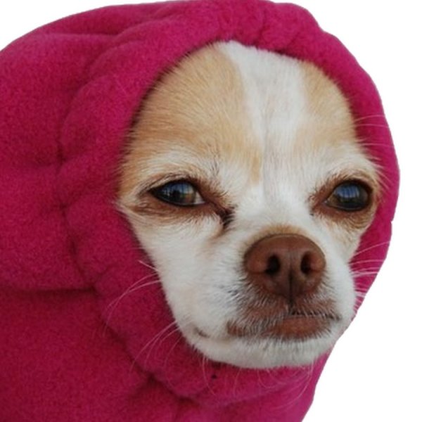 Собака в капюшоне