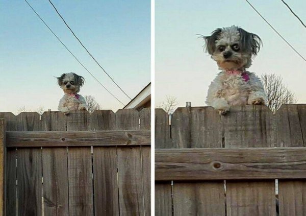 Собака на заборе похожая на человека