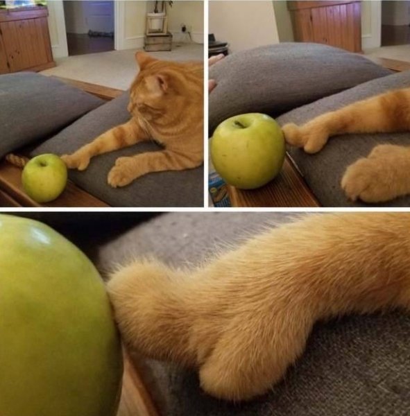 Котик трогает