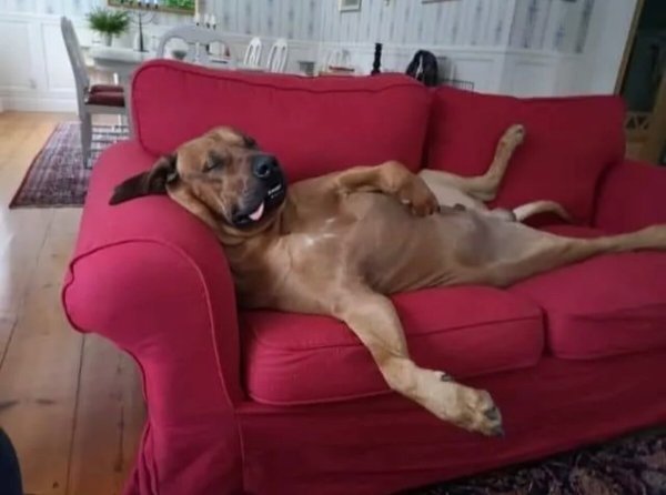 Спящие собаки