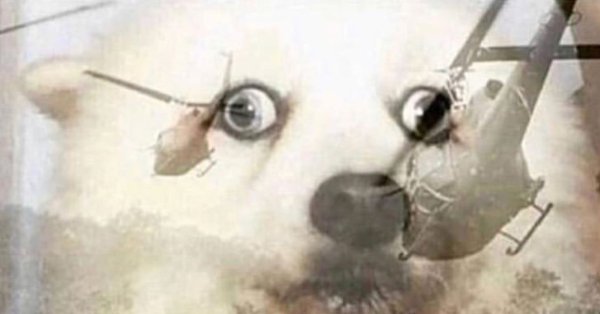 Вьетнамские флешбеки чихуахуа