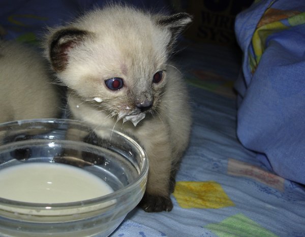 Кот и молоко