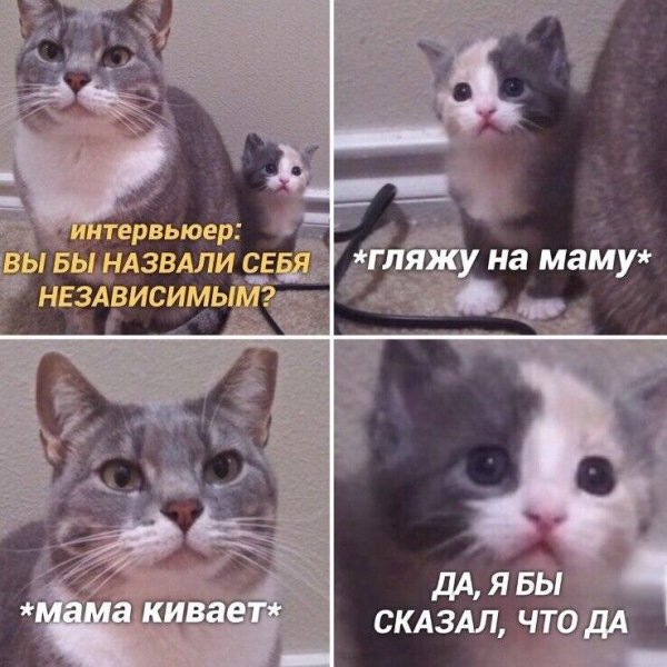 Мемы с котами и надписями