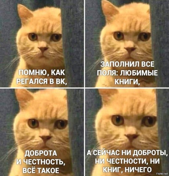 Мемы с котами