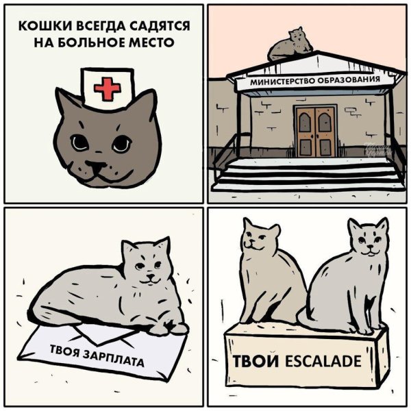 Кот Мем