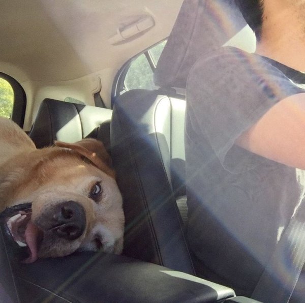 Собака в машине
