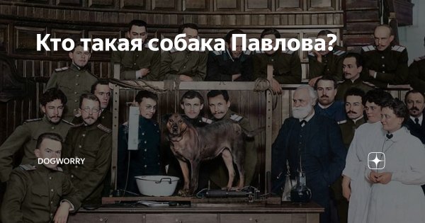 Собака Павлова Мем