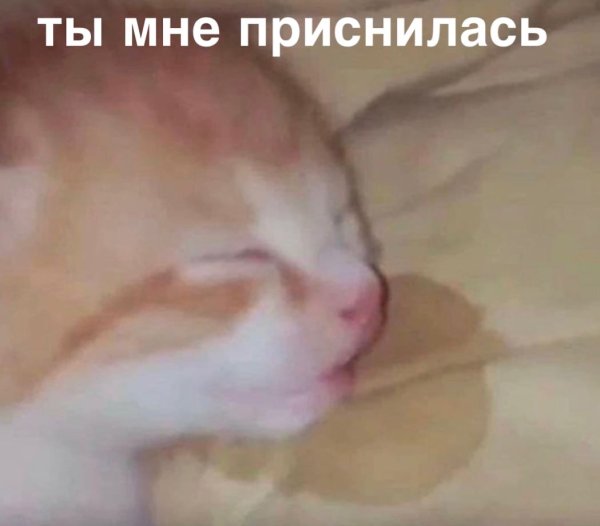 Сонный котенок
