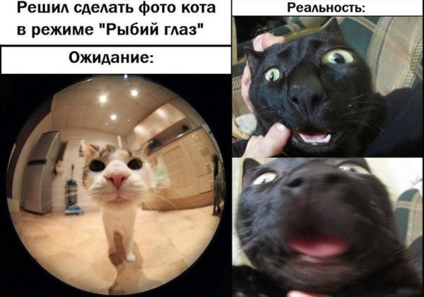 Кот Мем