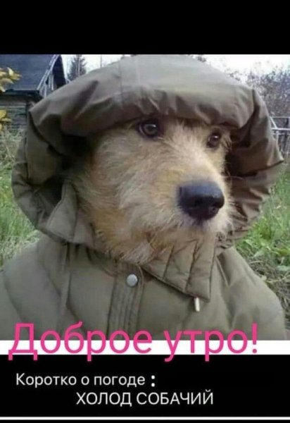 Открытки смешные холод собачий