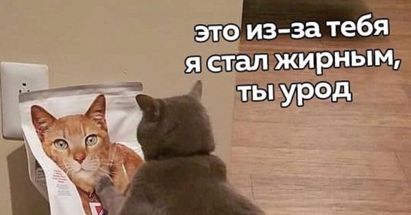 Кошачий корм Мем
