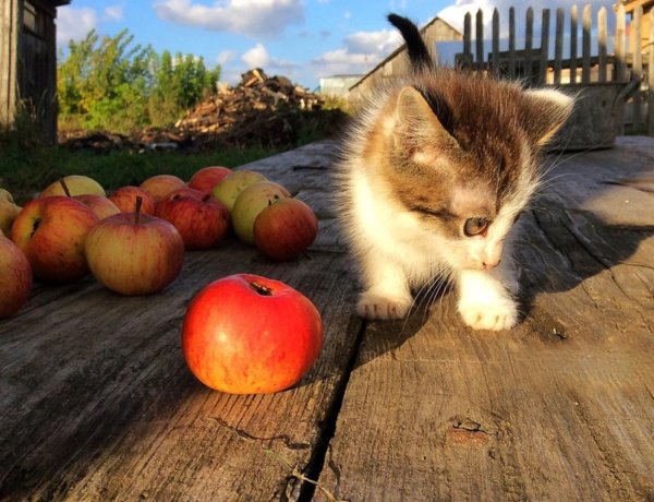 Яблоки и коты